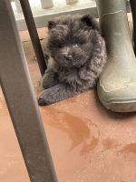 Chow Chow Puppies for sale in Douglasville, GA, USA. price: NA