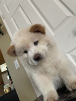 Chow Chow Puppies for sale in La Verne, CA 91750, USA. price: NA