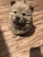 Chow Chow Puppies for sale in Denison, TX 75020, USA. price: NA