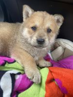 Chow Chow Puppies for sale in Wichita, KS 67208, USA. price: NA