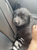 Chow Chow Puppies for sale in Wichita, KS 67208, USA. price: NA