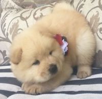 Chow Chow Puppies for sale in Elk Grove Village, IL 60007, USA. price: NA