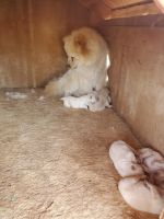 Chow Chow Puppies for sale in Gallup, NM, USA. price: NA