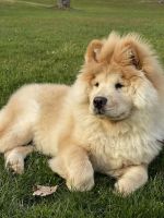 Chow Chow Puppies for sale in Kent, OH, USA. price: NA