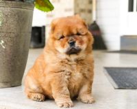 Chow Chow Puppies for sale in Staten Island, NY, USA. price: NA