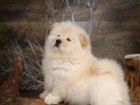 Chow Chow Puppies for sale in Houston, TX, USA. price: NA