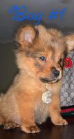 Chow Chow Puppies for sale in Augusta, GA, USA. price: NA