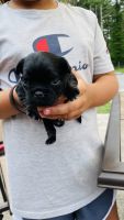 Chug Puppies for sale in West Wareham, Wareham, MA, USA. price: NA
