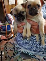 Chug Puppies for sale in Ocala, FL 34480, USA. price: NA