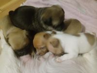 Chug Puppies for sale in 9485 N Hazeldine Rd, Casa Grande, AZ 85194, USA. price: NA
