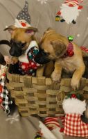 Chug Puppies for sale in Fort Lauderdale, FL, USA. price: NA