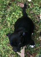 Chug Puppies for sale in Dalton, GA, USA. price: NA