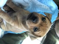 Chug Puppies for sale in Ferndale, WA 98248, USA. price: NA
