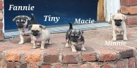 Chug Puppies for sale in Cape Girardeau, MO, USA. price: NA