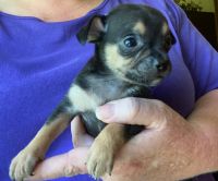 Chug Puppies for sale in Cave City, KY 42127, USA. price: NA