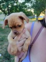 Chug Puppies for sale in Norfolk, NE 68701, USA. price: NA