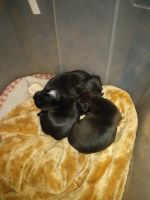 Chug Puppies for sale in 9301 E Edgewood Ave, Mesa, AZ 85208, USA. price: NA