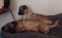 Chug Puppies for sale in Phoenix, AZ, USA. price: NA