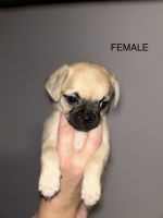 Chug Puppies for sale in Bakersfield, CA, USA. price: $200