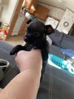 Chug Puppies for sale in Ephrata, PA 17522, USA. price: $500