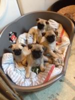 Chug Puppies for sale in Honolulu, HI, USA. price: NA