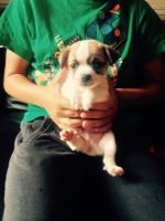 Chug Puppies for sale in Minneapolis, MN, USA. price: NA