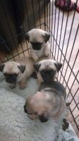 Chug Puppies for sale in Jackson, MS, USA. price: NA