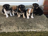 Chug Puppies for sale in Washington, DC, USA. price: NA
