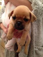 Chug Puppies for sale in Anchorage, AK, USA. price: NA