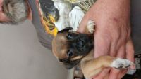 Chug Puppies for sale in Swanton, OH 43558, USA. price: NA