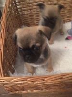 Chug Puppies for sale in Crestwood, KY 40014, USA. price: NA