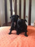 Chug Puppies for sale in Atlanta, GA, USA. price: NA