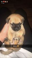 Chug Puppies for sale in Colorado Springs, CO, USA. price: NA