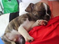 Chug Puppies for sale in San Diego, TX 78384, USA. price: NA