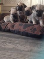 Chug Puppies for sale in Los Angeles, CA, USA. price: NA