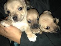 Chug Puppies for sale in San Marcos, TX, USA. price: NA