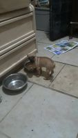 Chug Puppies for sale in Barstow, CA, USA. price: NA