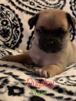 Chug Puppies for sale in Dover, DE, USA. price: NA