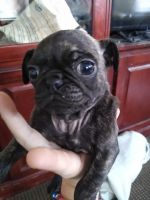 Chug Puppies for sale in Salem, OR, USA. price: NA