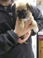 Chug Puppies for sale in Hendersonville, NC, USA. price: NA