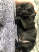 Chug Puppies for sale in Portsmouth, VA, USA. price: NA