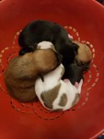 Chug Puppies for sale in Grand Prairie, TX 75052, USA. price: NA