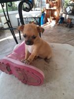 Chug Puppies for sale in Tampa, FL, USA. price: NA