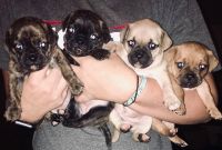 Chug Puppies for sale in Charlotte, NC, USA. price: NA