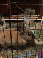 Cinnamon rabbit Rabbits for sale in Ruidoso, NM, USA. price: NA