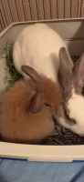 Cinnamon rabbit Rabbits for sale in Fort Worth, TX, USA. price: NA