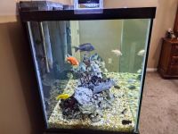 Clown Loach Fishes for sale in Jacksonville, FL, USA. price: NA