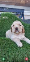 Clumber Spaniel Puppies for sale in Riverside, CA, USA. price: NA