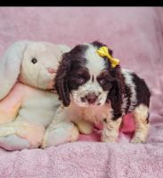 Clumber Spaniel Puppies for sale in Eatonton, GA 31024, USA. price: NA