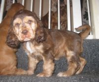 Cockachon Puppies for sale in Maryland City, MD, USA. price: NA